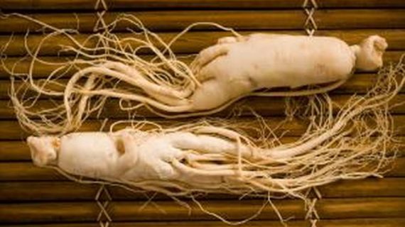 Khasiat Ginseng Merah Untuk Kesehatan