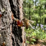 10 Manfaat Propolis untuk Kesehatan yang Jarang Diketahui