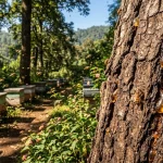 Kandungan Flavonoid dalam Propolis dan Manfaatnya bagi Tubuh