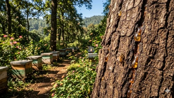 Kandungan Flavonoid dalam Propolis dan Manfaatnya bagi Tubuh